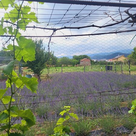 Salvia E Rosmarino - Affittacamere In Liguria Villanova d'Albenga Eksteriør bilde