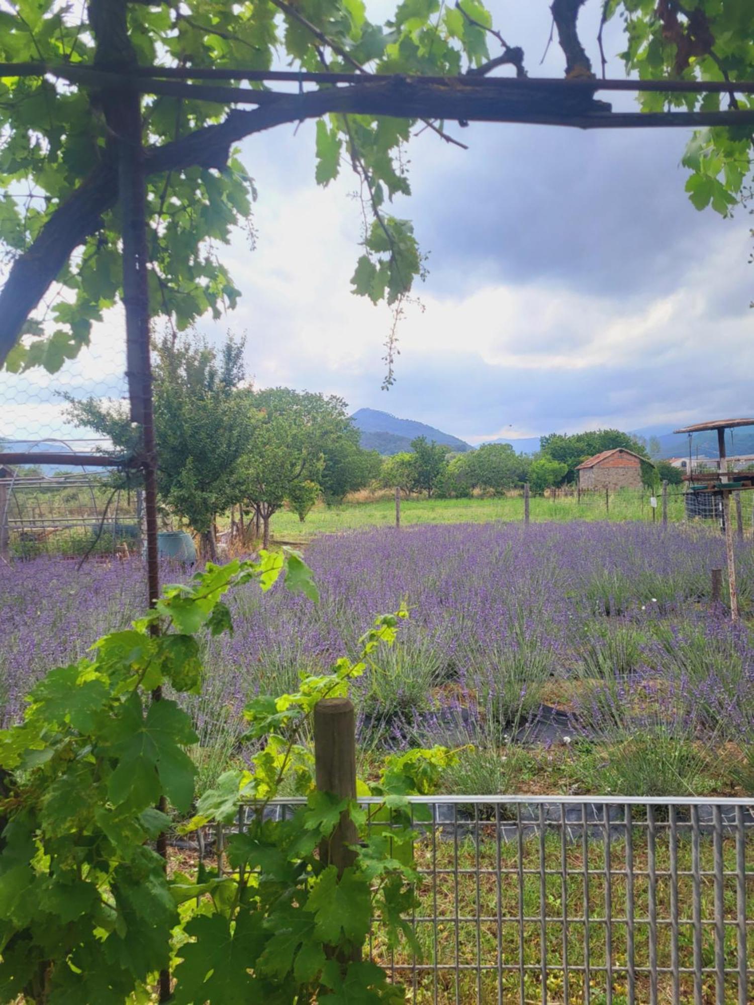 Salvia E Rosmarino - Affittacamere In Liguria Villanova d'Albenga Eksteriør bilde