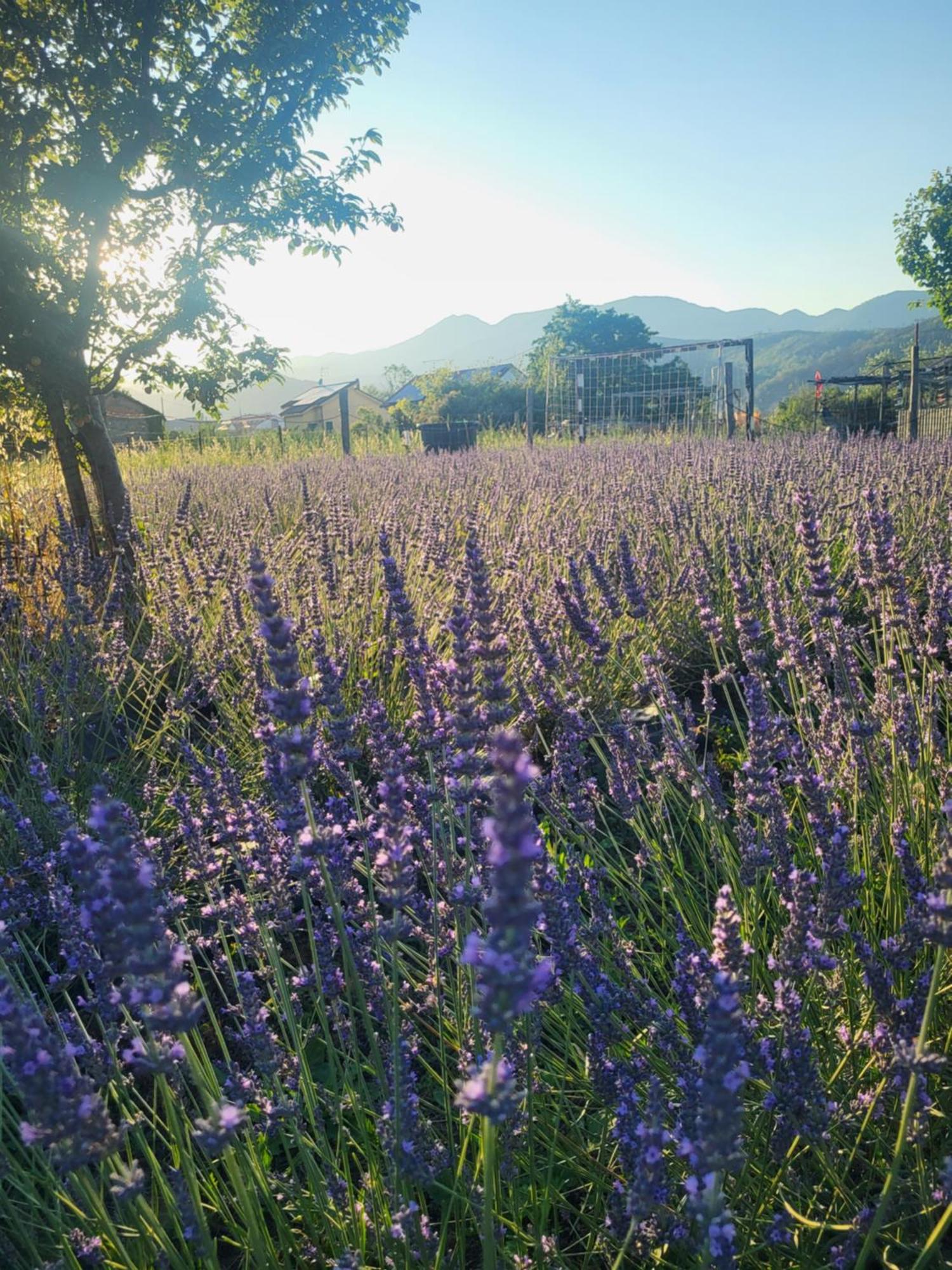 Salvia E Rosmarino - Affittacamere In Liguria Villanova d'Albenga Eksteriør bilde