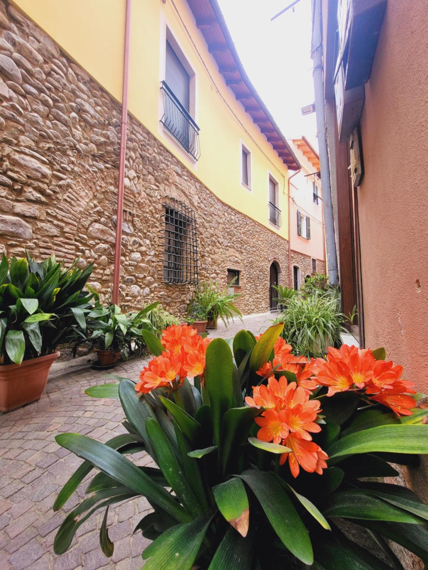 Salvia E Rosmarino - Affittacamere In Liguria Villanova d'Albenga Eksteriør bilde
