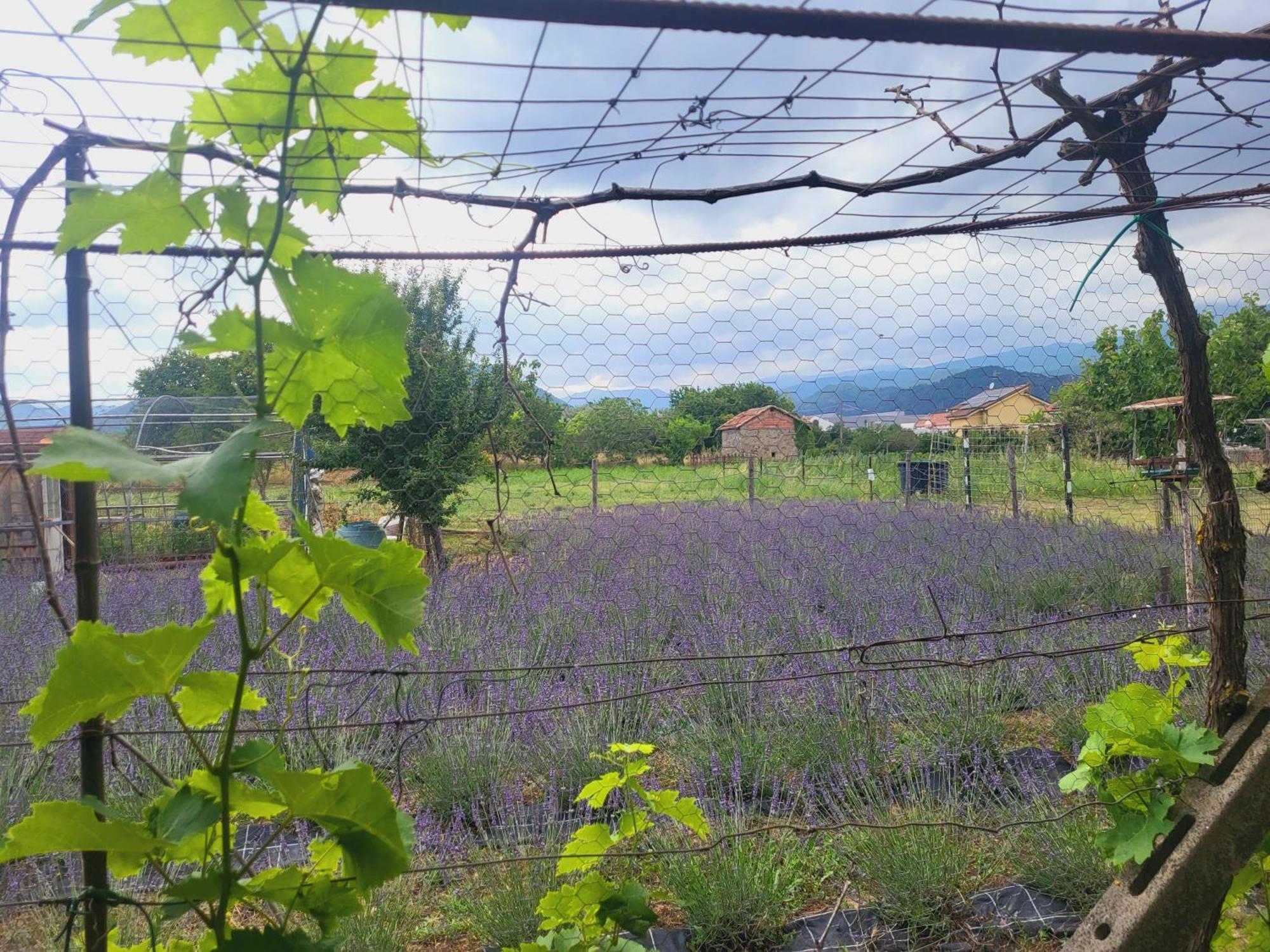 Salvia E Rosmarino - Affittacamere In Liguria Villanova d'Albenga Eksteriør bilde
