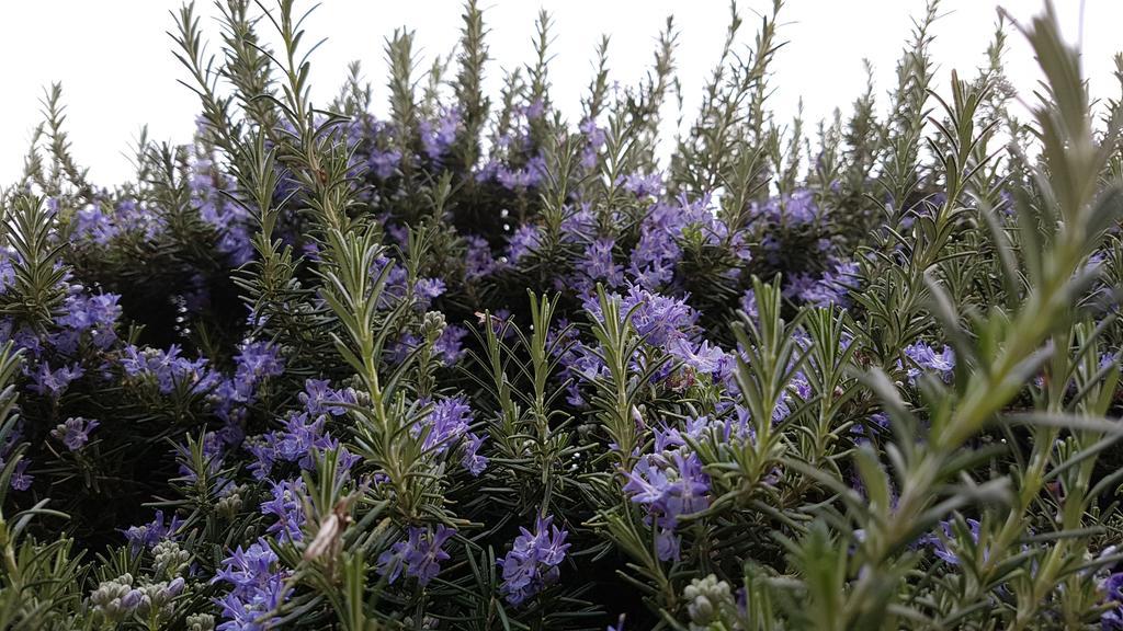 Salvia E Rosmarino - Affittacamere In Liguria Villanova d'Albenga Eksteriør bilde